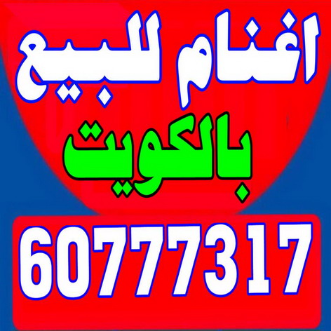 غنم للبيع - اغنام للبيع - ابومصطفى 60777317 - اغنام الكويت - غنم - خرفان للبيع - سوق الغنم - ذبايح للبيع