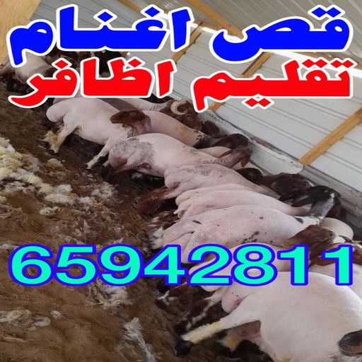 قص اغنام - ماكينة جز الاغنام - بالكويت 65942811 - تقليم اظافر - اغنام الكويت - جزغنم - جز اغنام - جز صوف - حلاق اغنام - حلاق غنم - جز